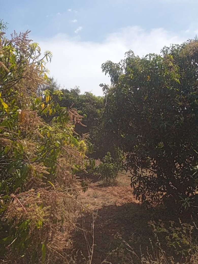 Flowering & Fruit stage-Mid Feb