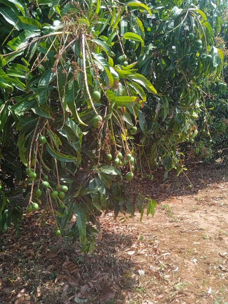 Flowering & Fruit stage-Mid Feb