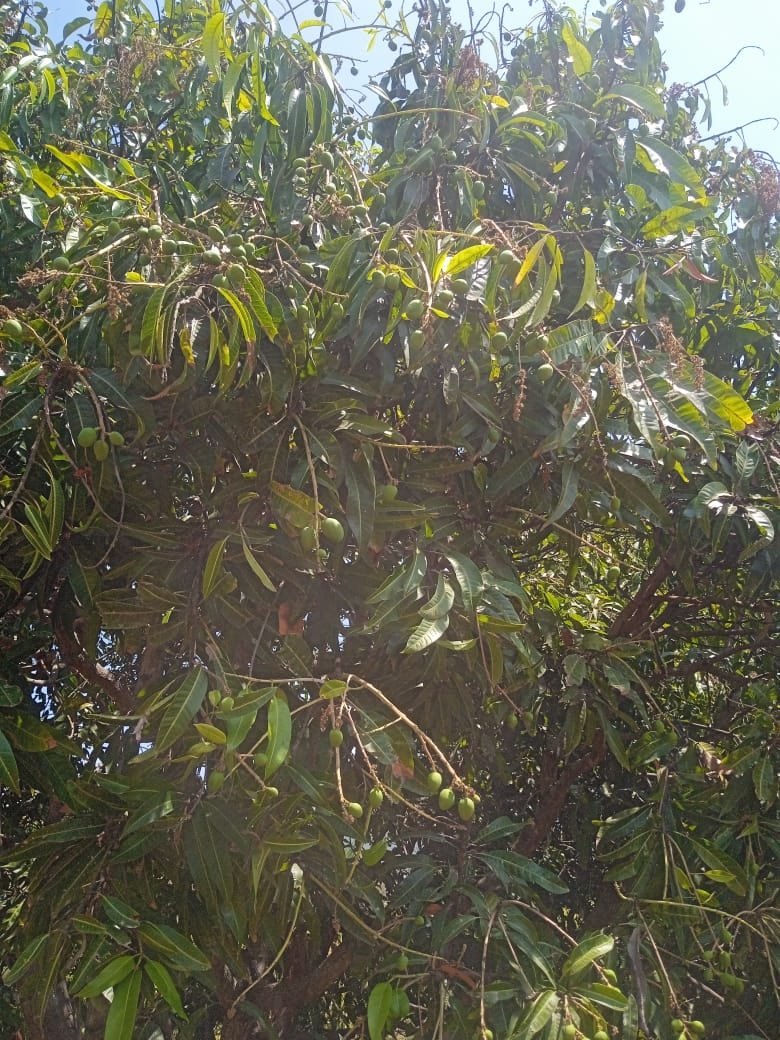 Flowering and fruit set